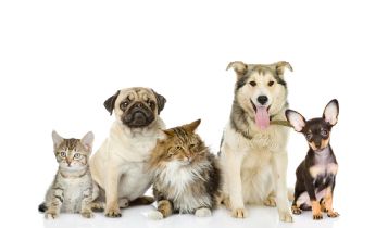 Pets & Animal: Dog training centers in Los Angeles - an Overview