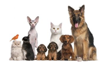 Pets & Animal: What Are The Main Reasons To Give Proper Pet Care For Your Pet?