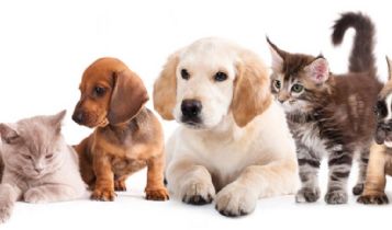 Pets & Animal: What Are Natural Factors?