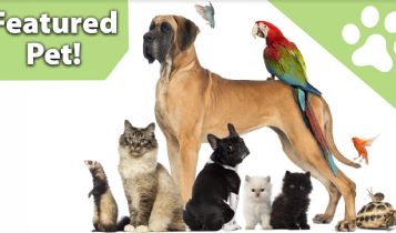 Pets & Animal: High Standards of Quality Orange County Emergency Pet Clinic Suitable for Pet