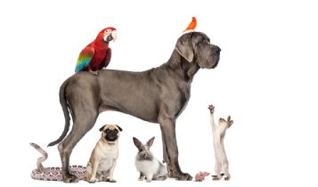 Pets & Animal: Line Bird Identification