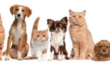 Pets & Animal: Diet for Felines Who Have Calcium Oxalate Dihydrate