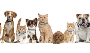 Pets & Animal: The Family Cat - Pet or Wild Animal?