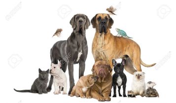 Pets & Animal: What Animals Are Dependent on Humans?