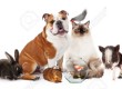 Harmful By-Products in Your Pet"s Food and Products