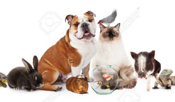 Pets & Animal: Harmful By-Products in Your Pet's Food and Products