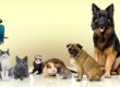 All Dog Breeds - Finding the Right One For Your Home