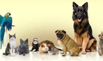 Pets & Animal: Why Buy Pet Insurance?