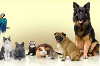 Dog Breeding - The Essentials