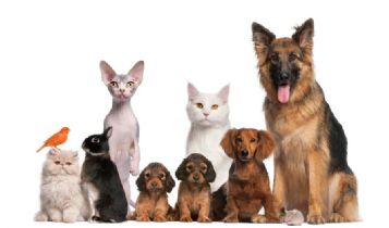 Pets & Animal: Learn This: Advantages And Disadvantages Of The Invisible Dog FenceRevision 3