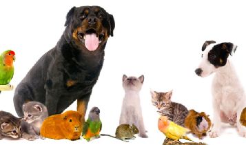 Pets & Animal: Foods Harmful to Dogs and Cats