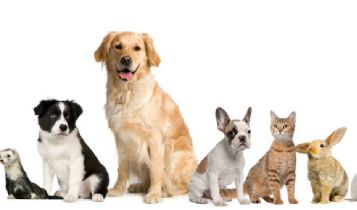 Pets & Animal: Evolutionizing Dog Training for the 21st Century