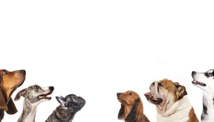 Deciding Which Dog Is Right For You