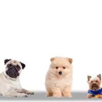 Buying A New Puppy - What All Good Dog Breeders Should Ask You Before You Buy a Puppy