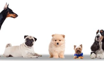 Pets & Animal: Information on Maltese Dogs & Their Attitudes