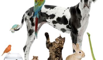 Pets & Animal: Personalized pet ornaments