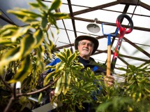 How to Train a Climber Or Wall Shrub on Wires