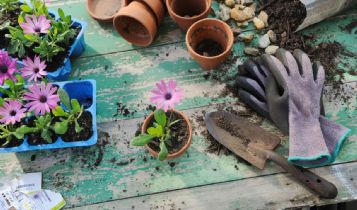 Home & Garden: What To Do In The Early Warm Days