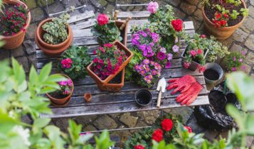 Home & Garden: Types of Hollyhocks