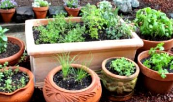 Home & Garden: You Call That an Italian Herb Garden? Are You Crazy!