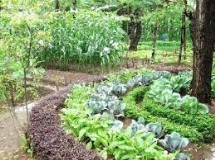 Organic And Hydroponic Gardening