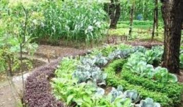 Home & Garden: Vegetable Garden Planting Timetable for Illinois